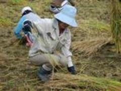 new technique to reduce arsenic levels in rice